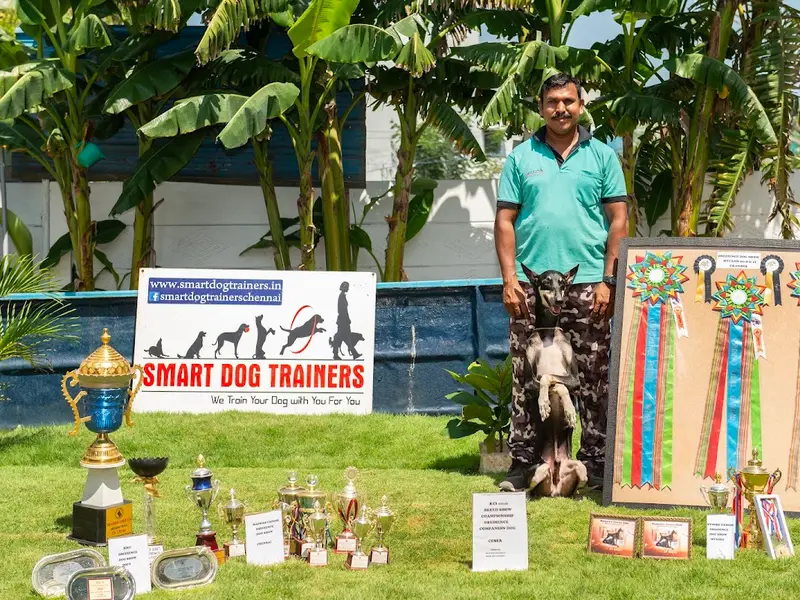 CHENNAI SMART DOG TRAINERS & Dog Day care, photo 2