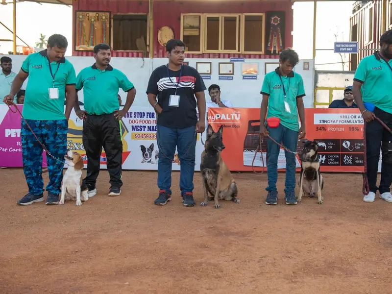 CHENNAI SMART DOG TRAINERS & Dog Day care, photo 4