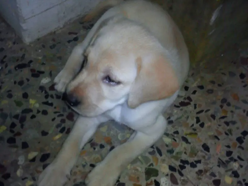 Dr. V Prabhakar Vet Clinic,, photo 4