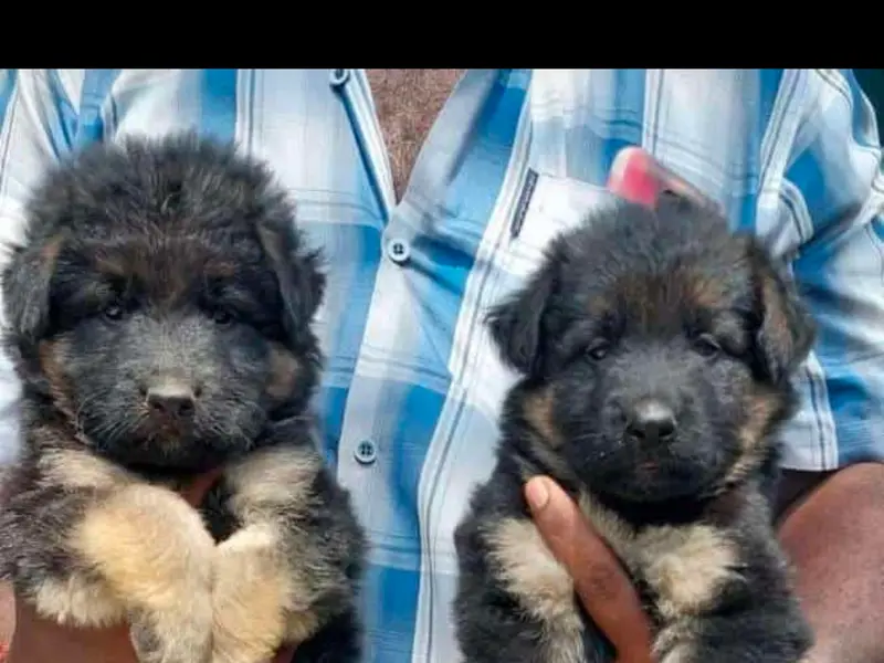 Home Breed puppy, photo 2