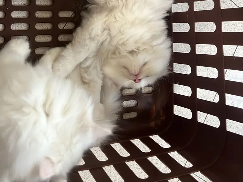 Home Breed puppy, photo 3