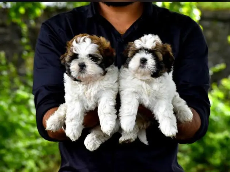 Home Breed puppy, photo 4