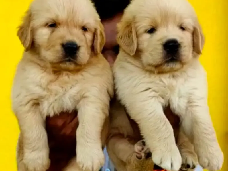 Home Breed puppy, photo 5
