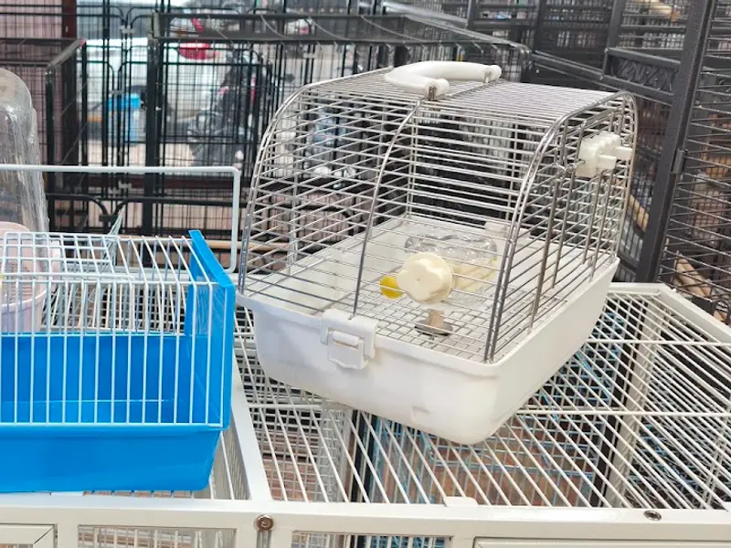Fancy Birds Chennai Pet Shop (Specially for Hand Tamed Birds Shop), photo 2