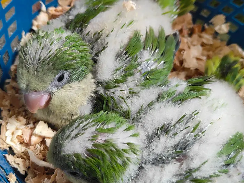 Fancy Birds Chennai Pet Shop (Specially for Hand Tamed Birds Shop), photo 3