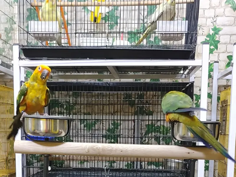 Fancy Birds Chennai Pet Shop (Specially for Hand Tamed Birds Shop), photo 4