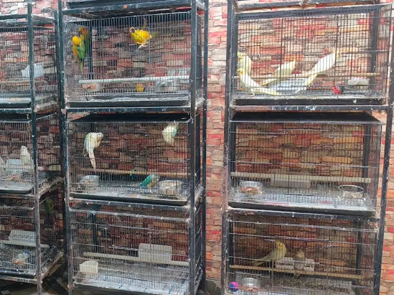 Fancy Birds Chennai Pet Shop (Specially for Hand Tamed Birds Shop), photo 5