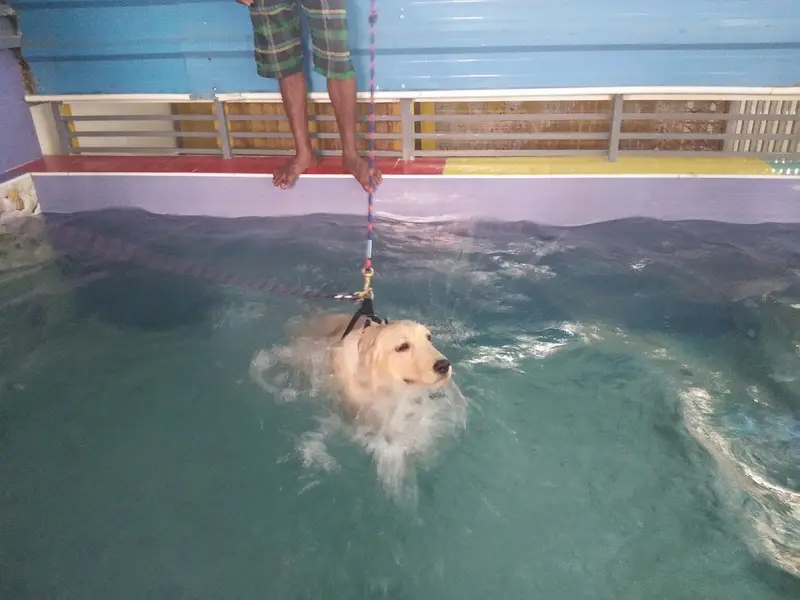 Hostel For Dogs, photo 4