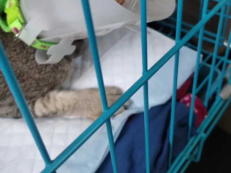 Animal Medical & Surgical Center, photo 5