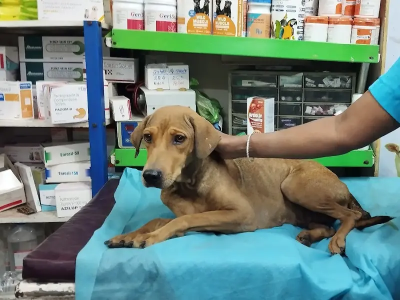 Eden Zooetis Animal Hospital, photo 2