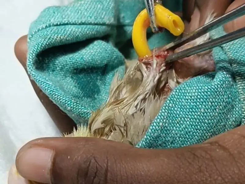 Eden Zooetis Animal Hospital, photo 4