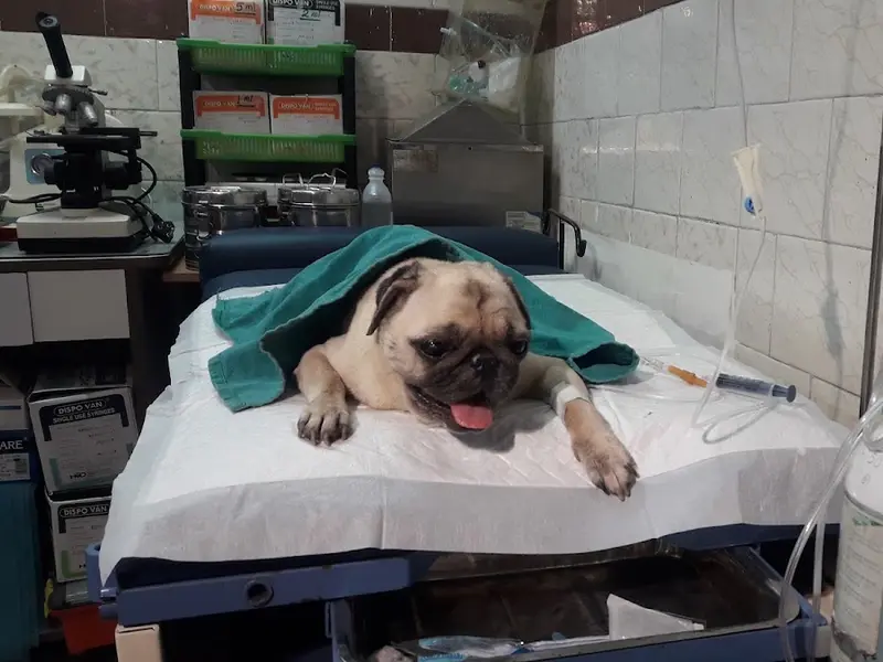 Eden Zooetis Animal Hospital, photo 5