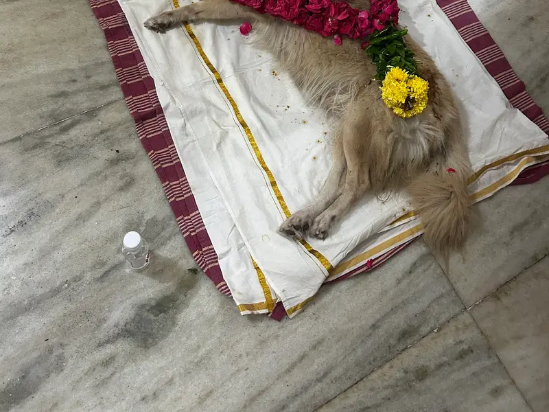 Flying Squad PET Funeral Service, photo 3
