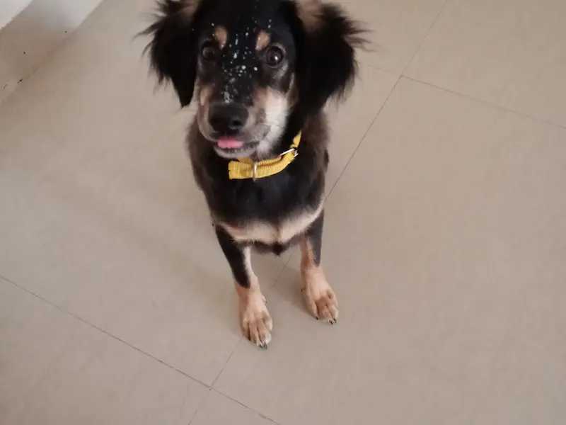 PetPlus Pet Clinic | Waggy Tails | Best PET Clinic SPA, photo 2