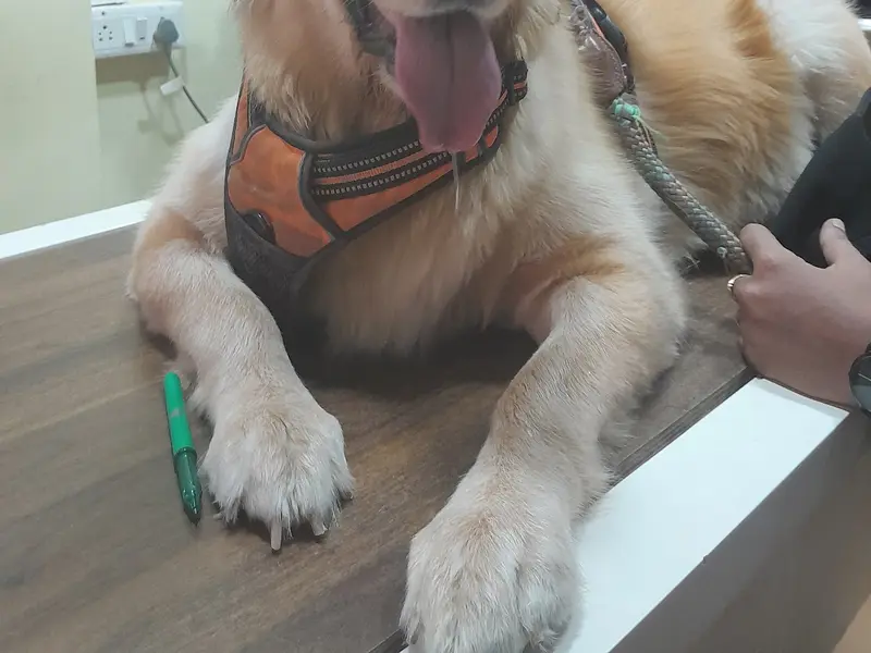 PetPlus Pet Clinic | Waggy Tails | Best PET Clinic SPA, photo 5