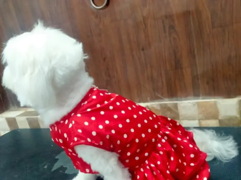 GV Pets & Clinic, photo 3