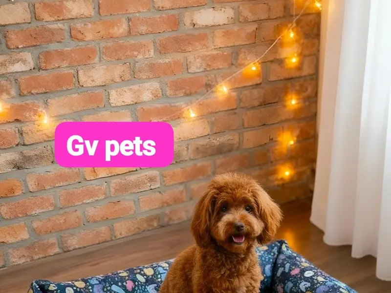 GV Pets & Clinic, photo 4