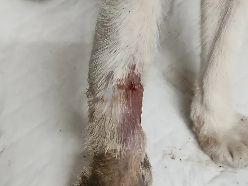 MK PET CLINIC AND DIAGNOSTICS, photo 4