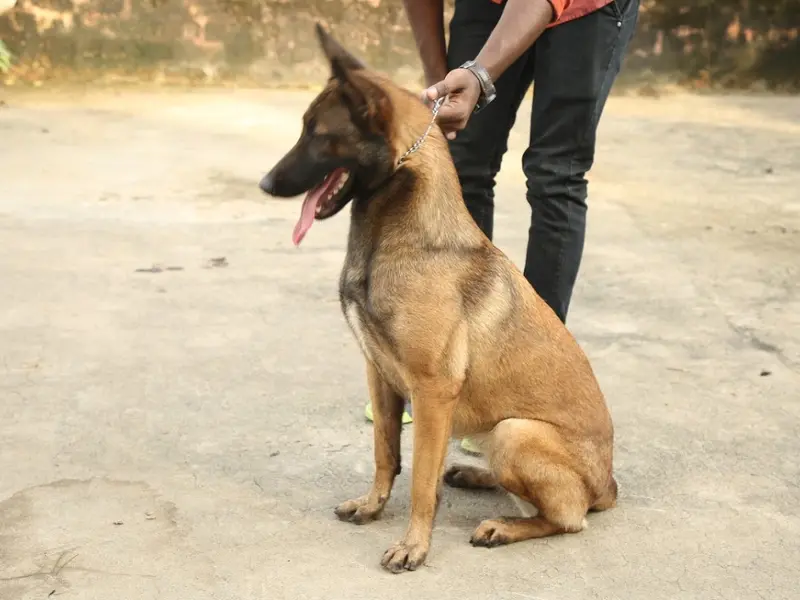 LATHIKA KENNEL TRAINING CENTRE, photo 3