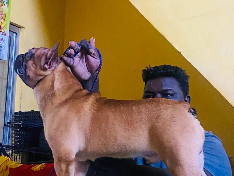 LATHIKA KENNEL TRAINING CENTRE, photo 4