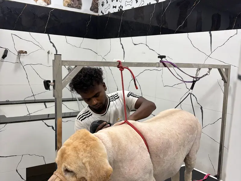 top in tail the pet store &spa, photo 3