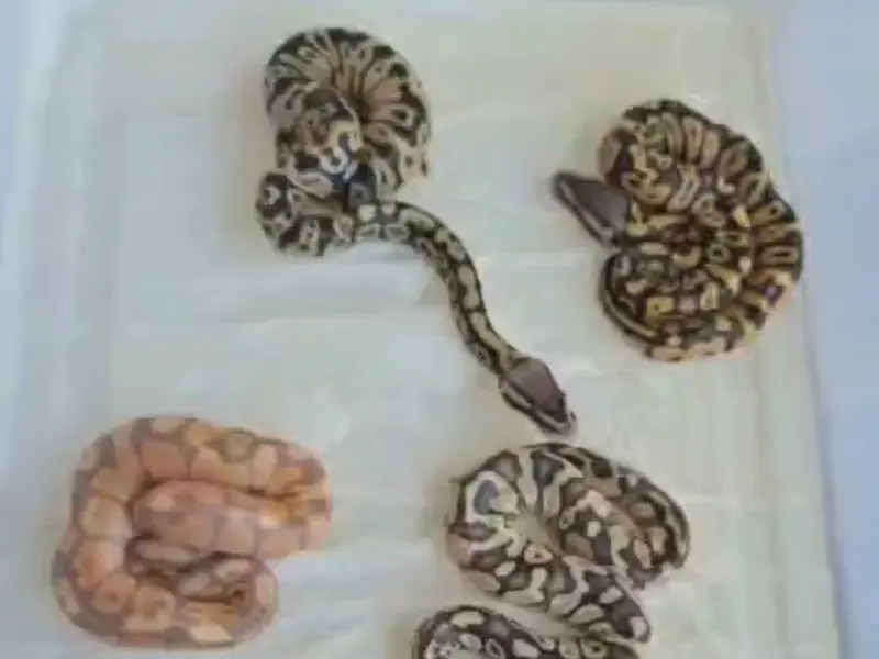 CHENNAI PET’S WORLD Exotics Pet Shop, photo 3