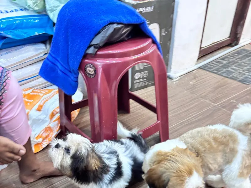 HAPPY PETS CLINIC, photo 3