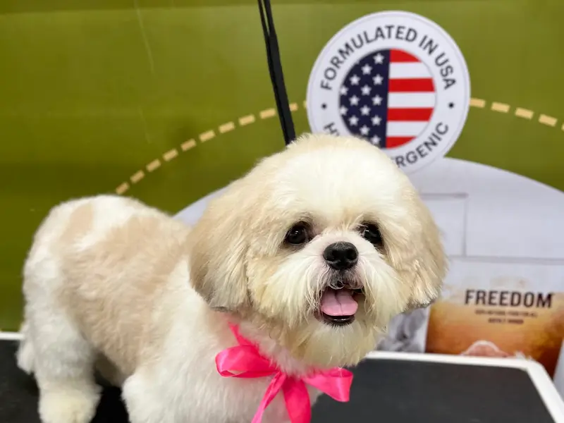 HAPPY PETS GROOMING STUDIO, photo 2