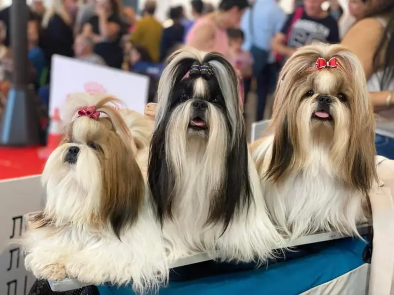 HAPPY PETS GROOMING STUDIO, photo 4