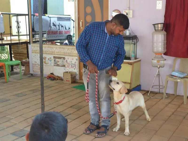 JK DOG TRAINING & PET GROOMING in CHENNAI, photo 2
