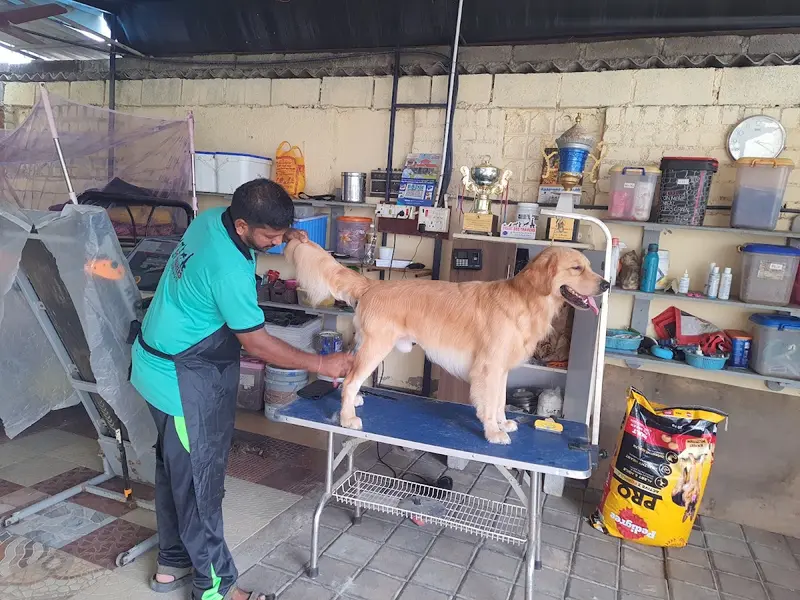 JK DOG TRAINING & PET GROOMING in CHENNAI, photo 3
