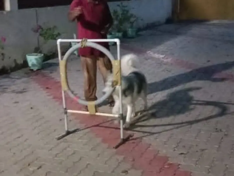 JK DOG TRAINING & PET GROOMING in CHENNAI, photo 4
