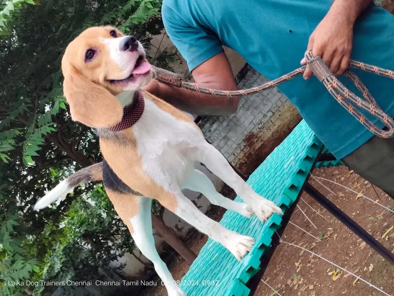 Laika Dog Training Academy - Pet boarding and spa, photo 3