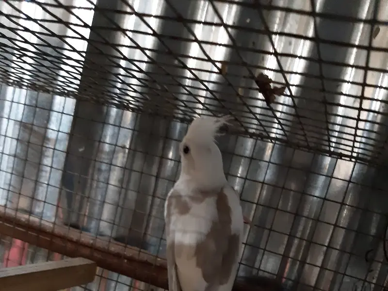 Noah's Pets, photo 3