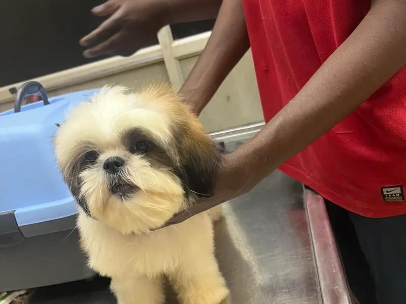Ofypets Store, Spa & Clinic - Kolathur, photo 4
