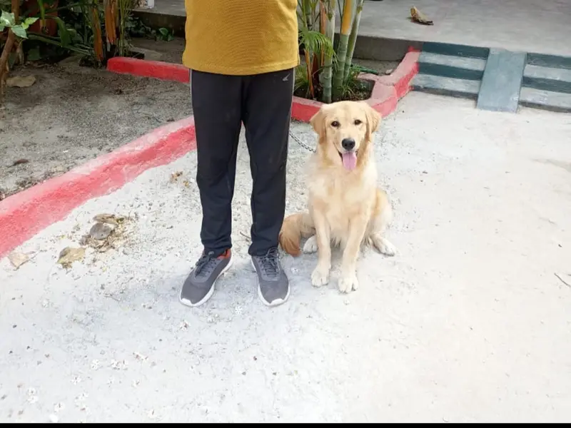 SouthIndian Dog Training School, photo 3