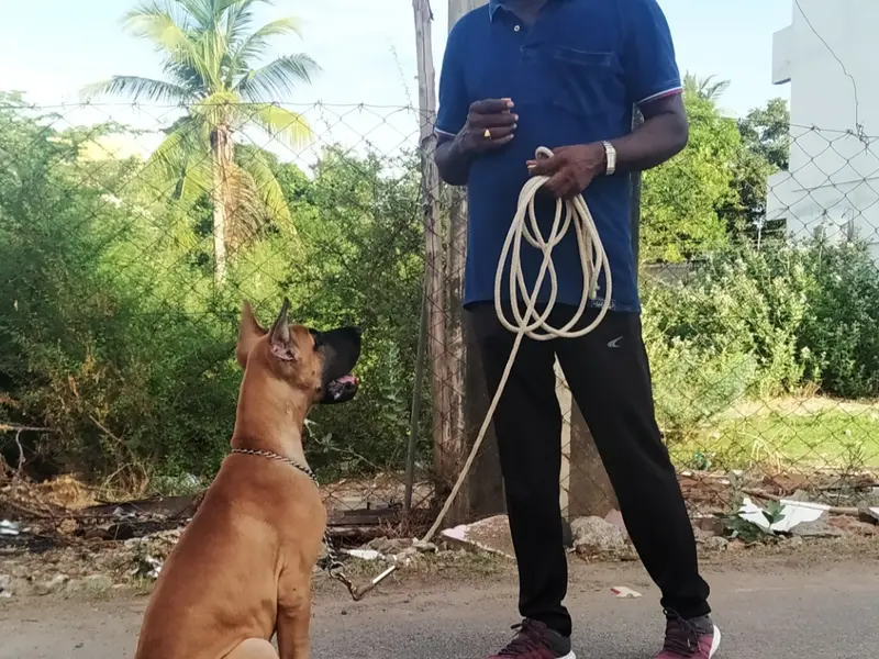 SouthIndian Dog Training School, photo 5