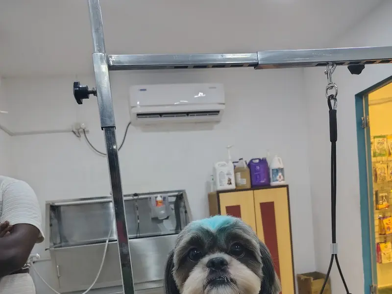 Dogs Styling Pet Grooming Studio, photo 2