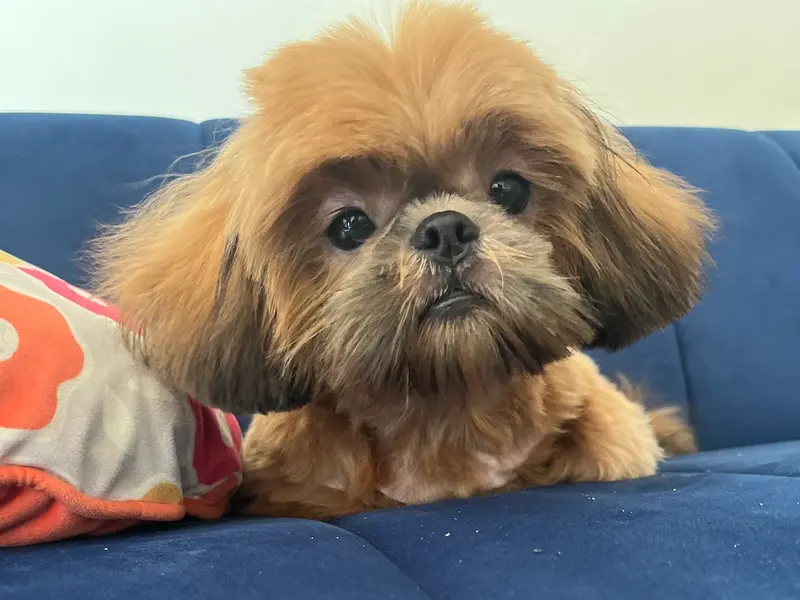 Dogs Styling Pet Grooming Studio, photo 3