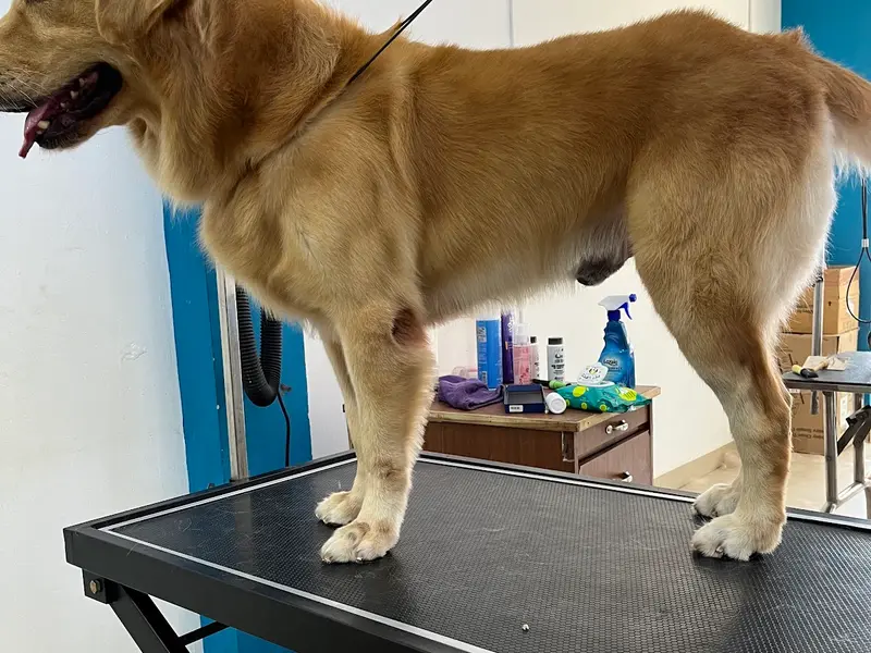 Dogs Styling Pet Grooming Studio, photo 5