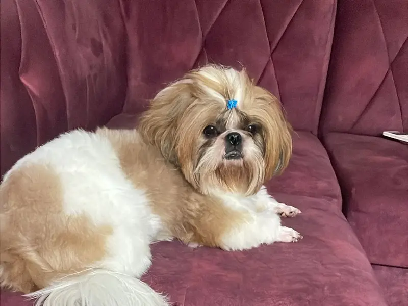 Dogs Styling Pet Grooming Studio