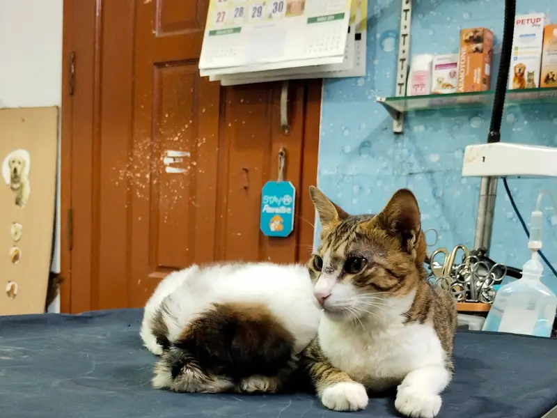 Bow N Mew Pet Clinic, photo 2