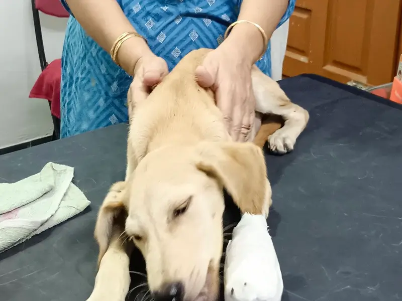 Bow N Mew Pet Clinic, photo 4