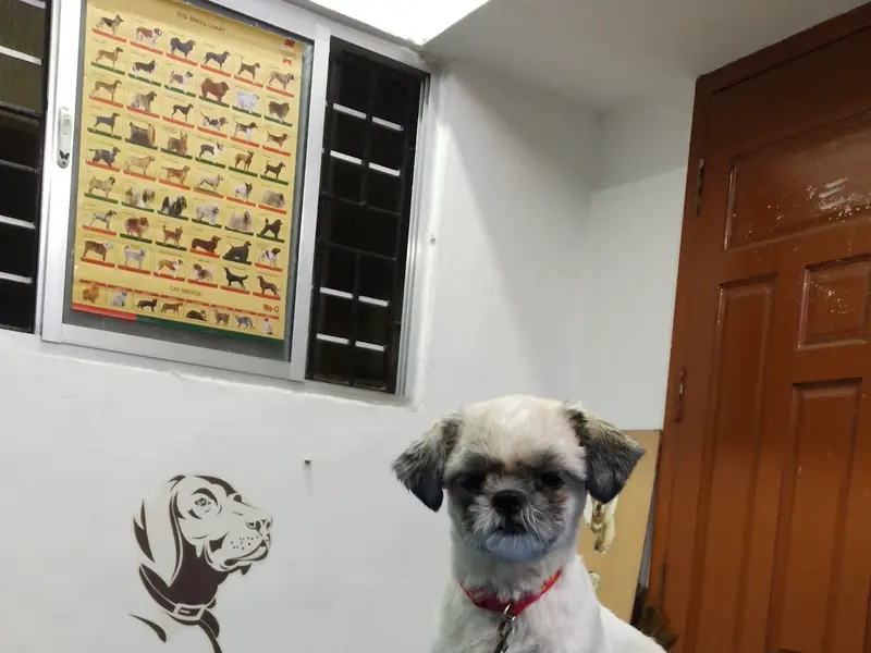 Bow N Mew Pet Clinic, photo 5