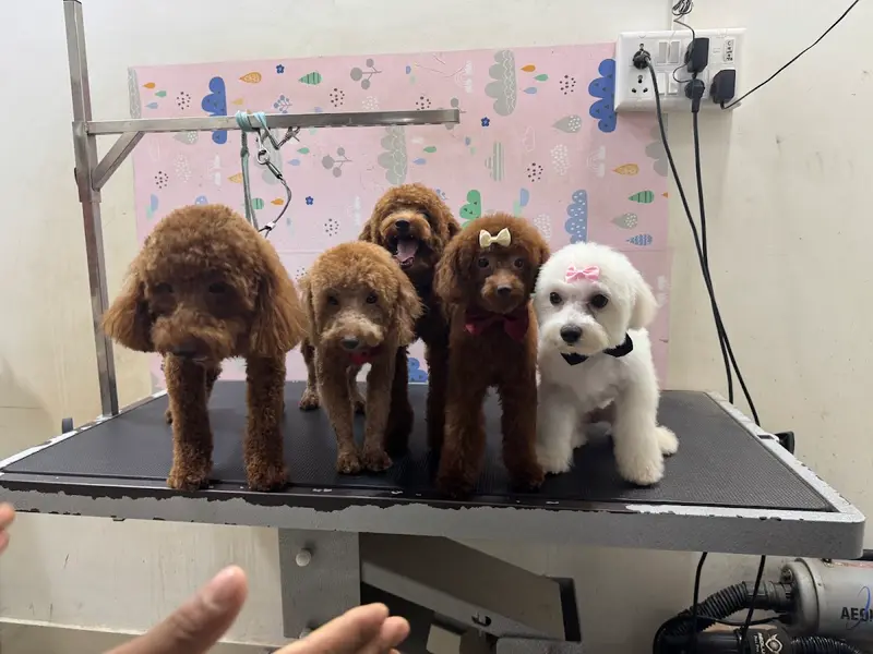 Happipets Pet Grooming Dog Cat Boarding Daycare, photo 2
