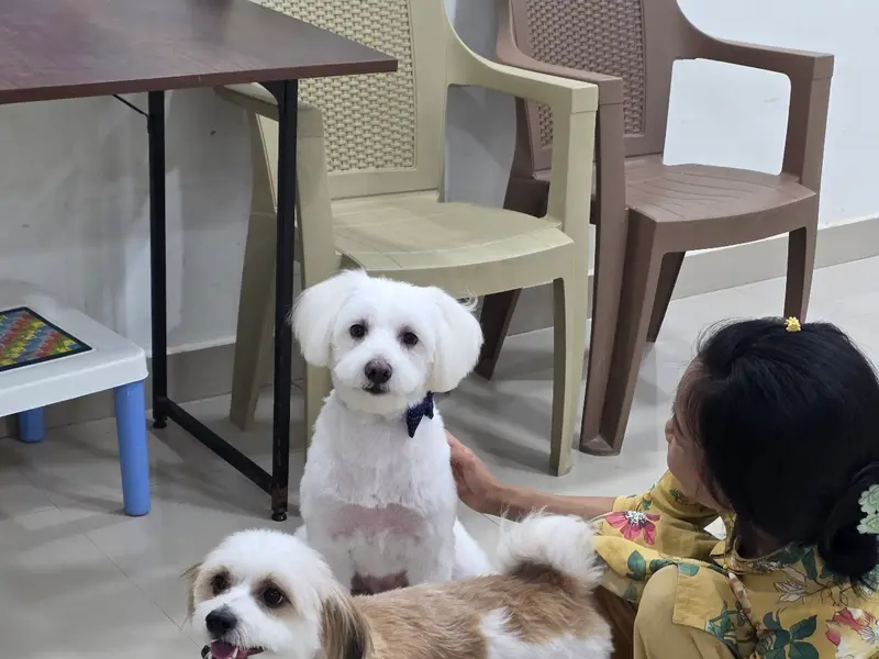 Happipets Pet Grooming Dog Cat Boarding Daycare, photo 3