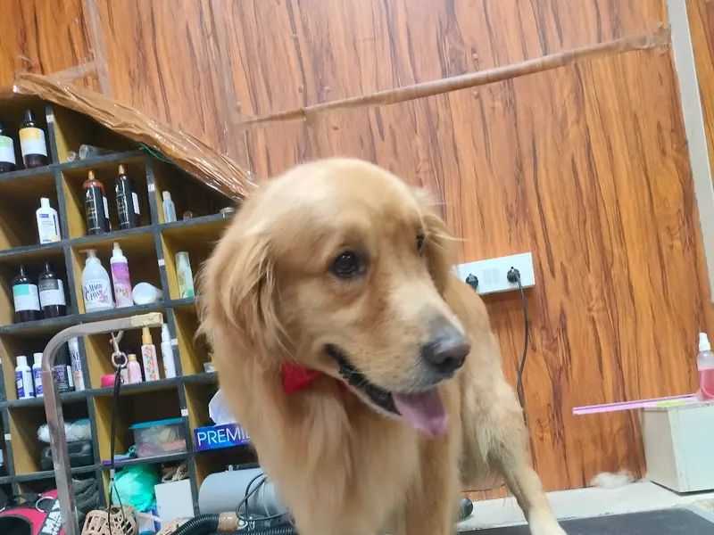 Happipets Pet Grooming Dog Cat Boarding Daycare, photo 5