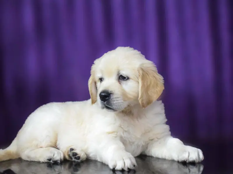 RK KENNEL CHENNAI, photo 2