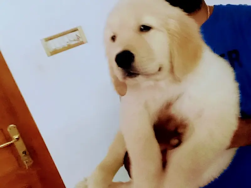 RK KENNEL CHENNAI, photo 4