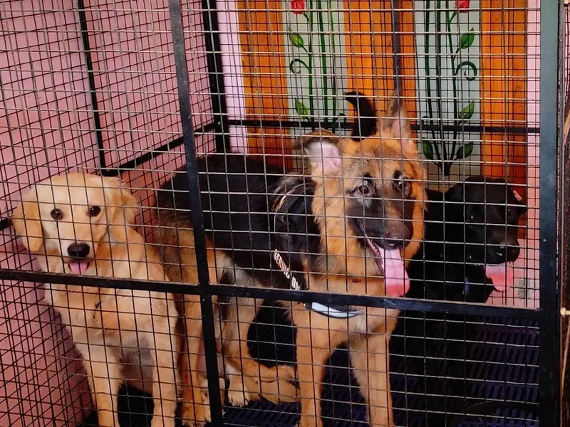 Lucky Paws Home Boarding & Day Care Centre, photo 2